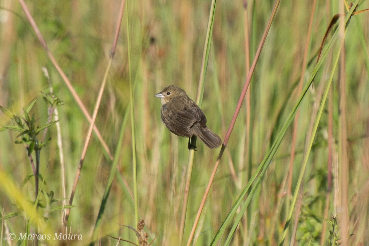 Blue-black Grassquit - ML192035611