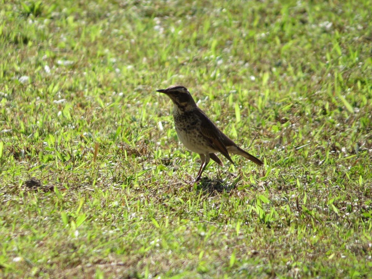 Dusky Thrush - ML192035751