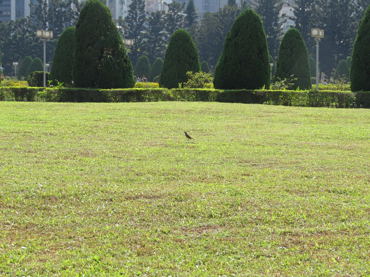 Dusky Thrush - ML192035781