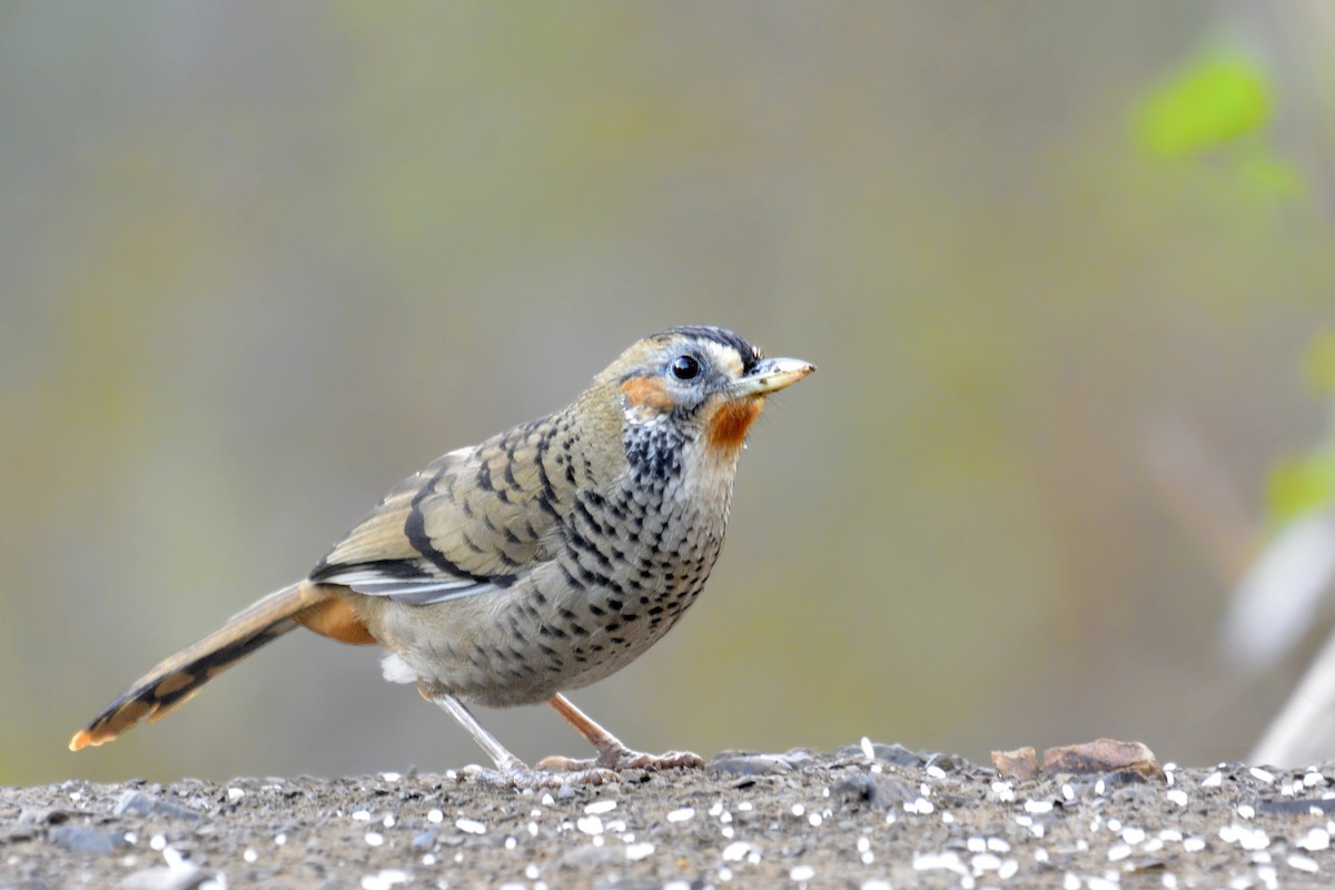 Rufous-chinned Laughingthrush - ML192035801