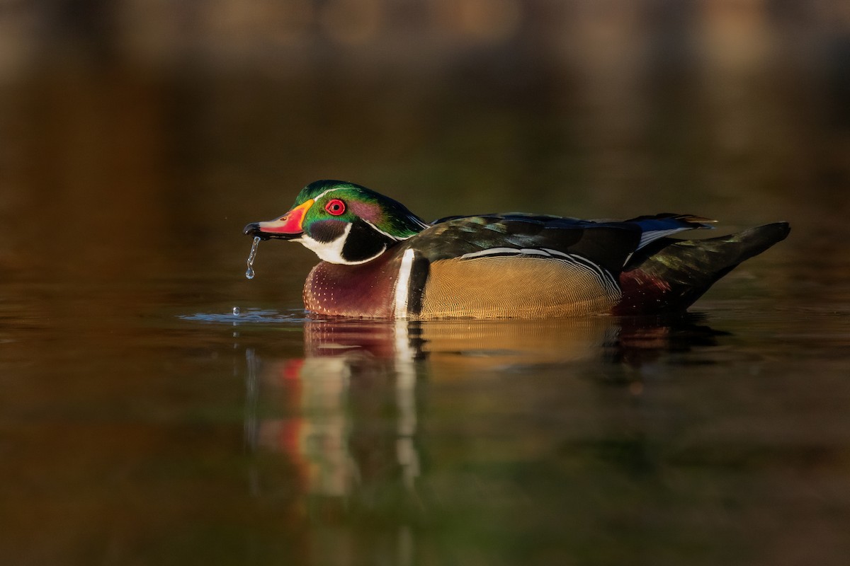 Wood Duck - ML192036821