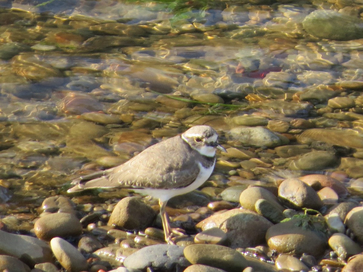 Long-billed Plover - ML192037151