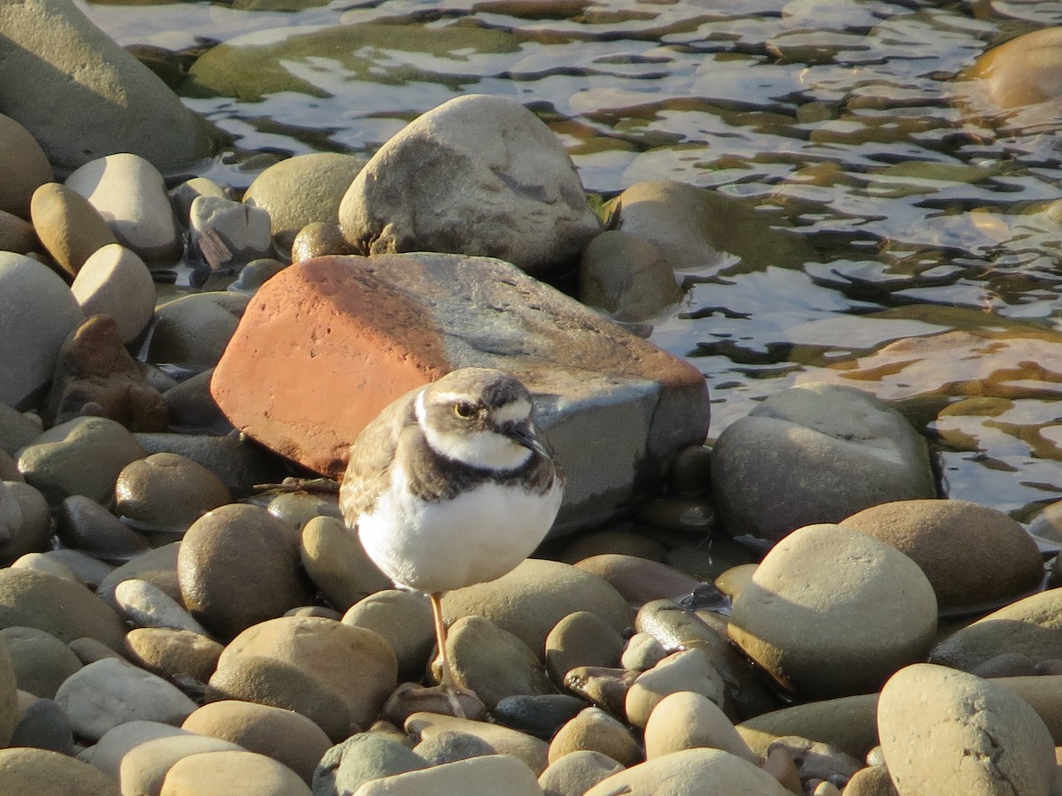 Long-billed Plover - ML192037161