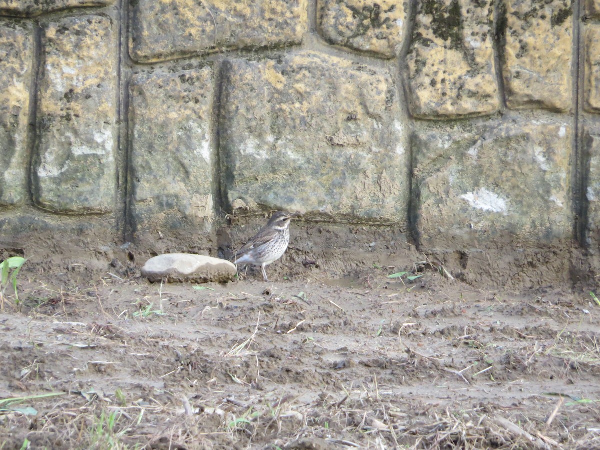 Dusky Thrush - ML192037371