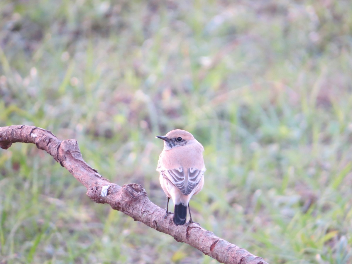 Desert Wheatear - ML192037481