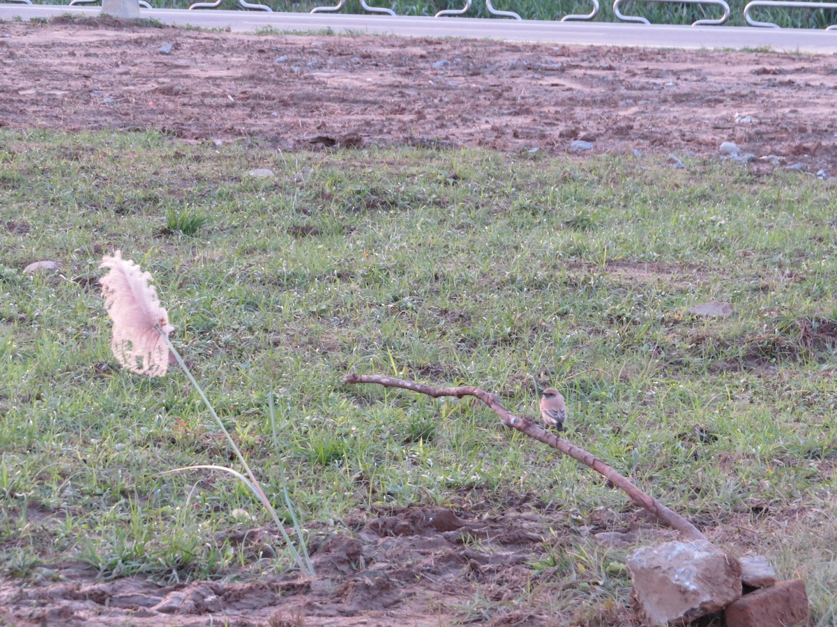 Desert Wheatear - ML192037491
