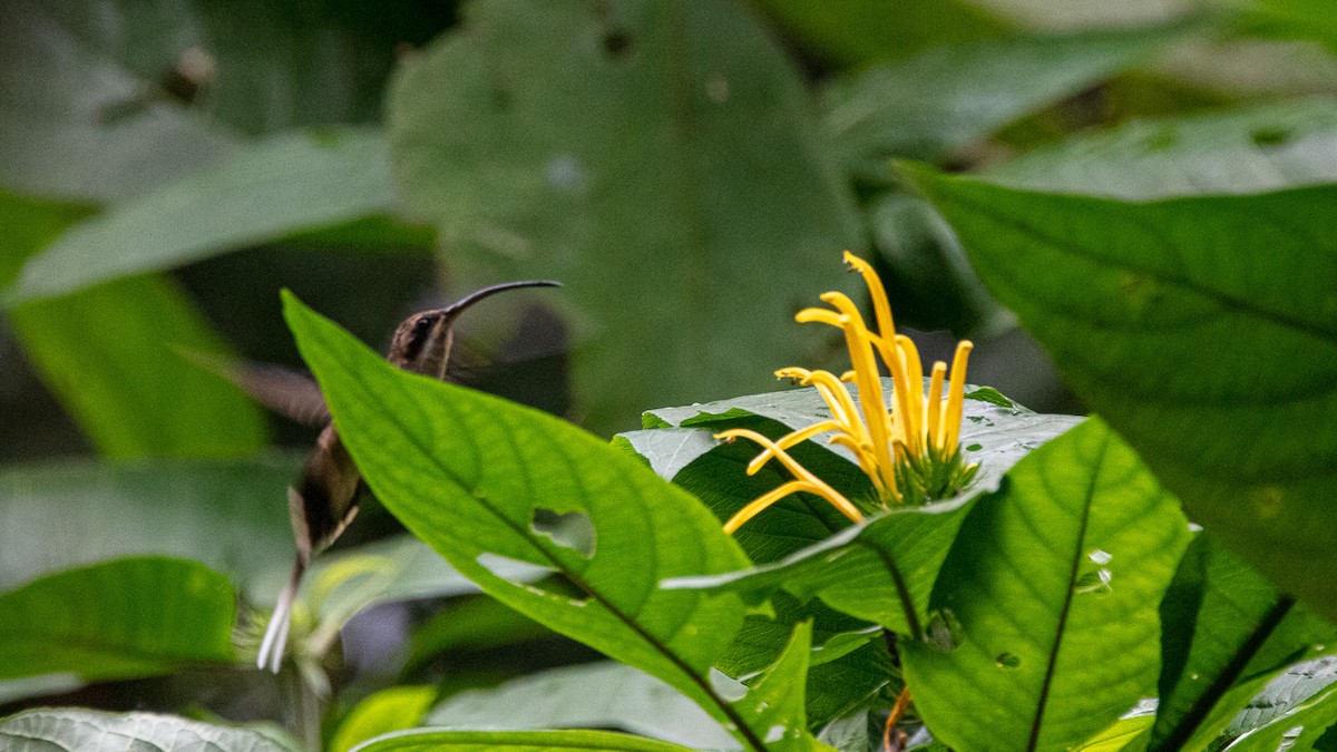 Long-billed Hermit - ML192037981