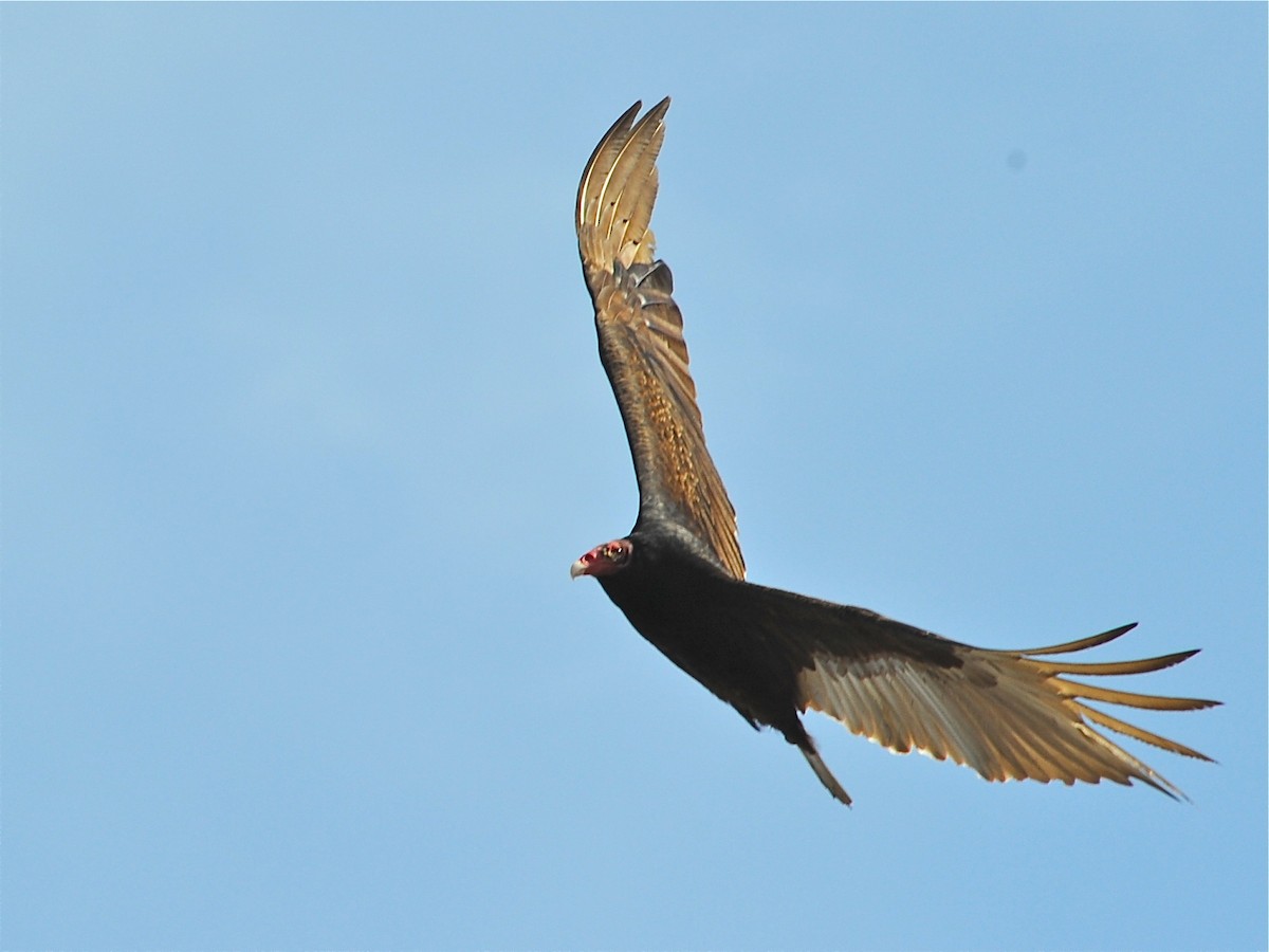 Turkey Vulture - Alan Van Norman