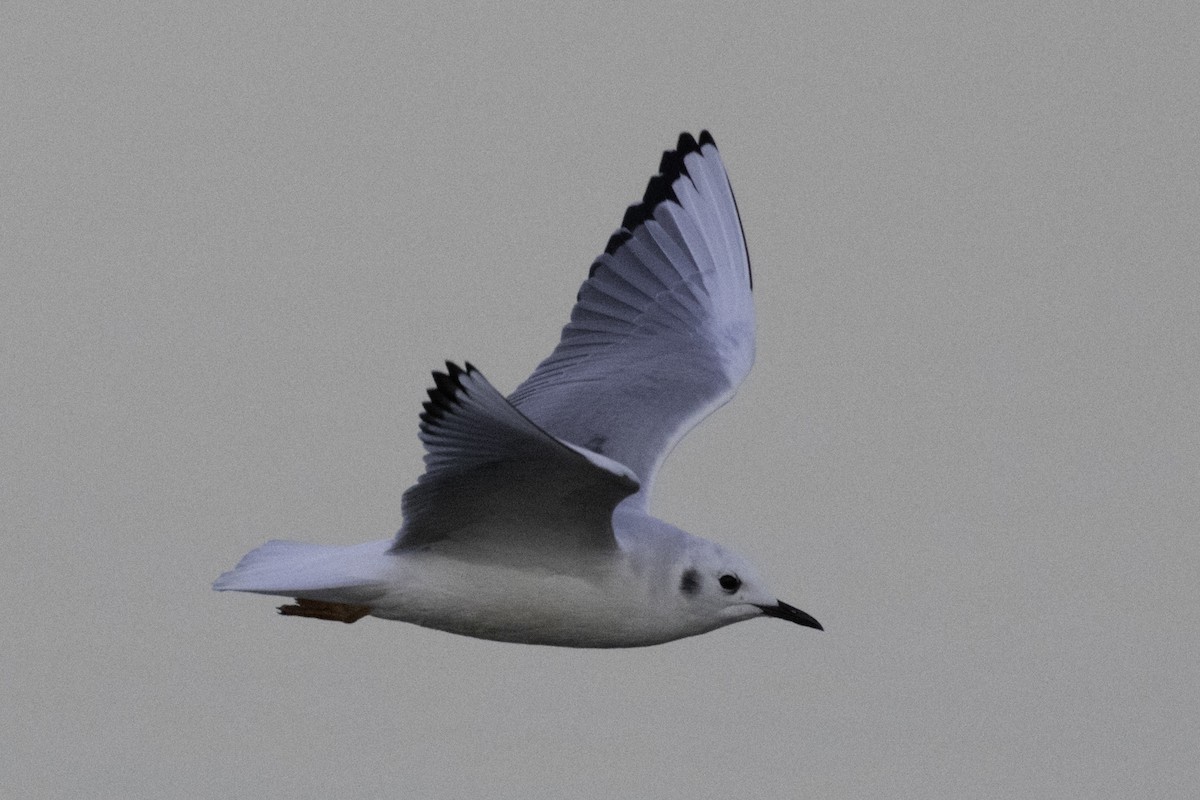 Bonaparte's Gull - ML192038731