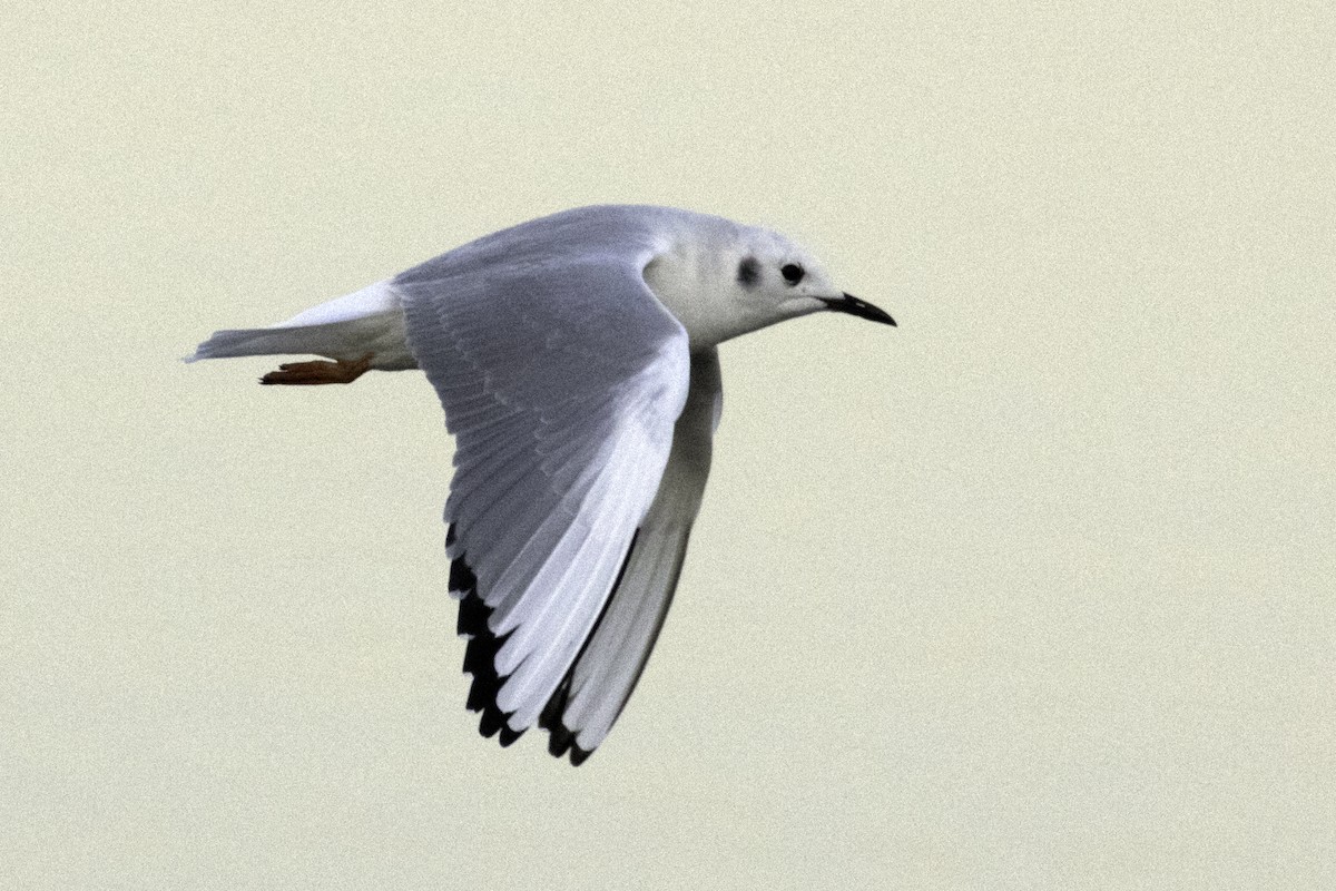 Bonaparte's Gull - ML192038741