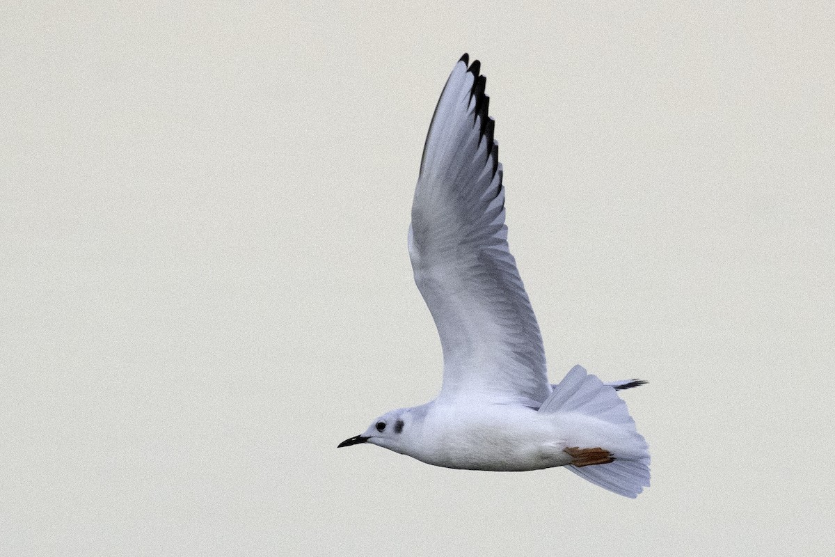 Bonaparte's Gull - ML192038751