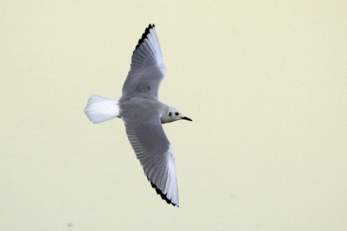 Bonaparte's Gull - ML192038761