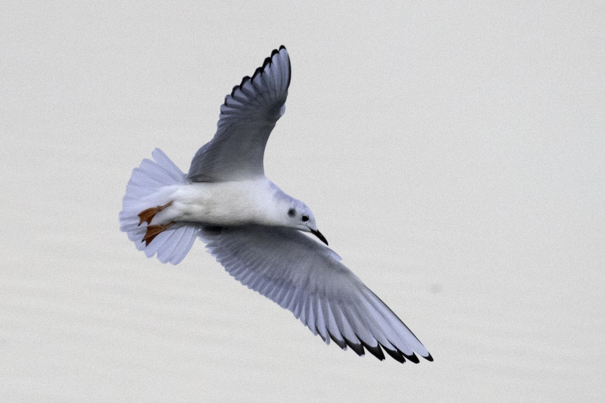 Bonaparte's Gull - ML192038771