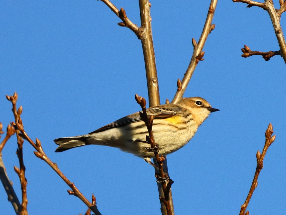 Пісняр-лісовик жовтогузий (підвид coronata) - ML192043381