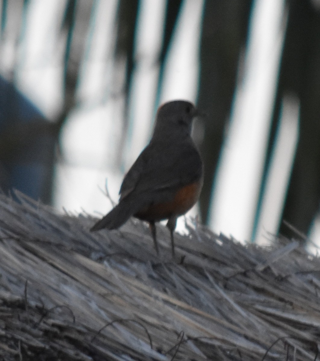 Rufous-bellied Thrush - ML192044561