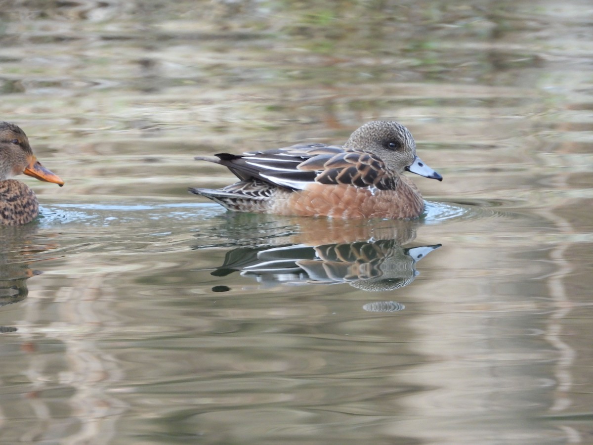 American Wigeon - Rick Luehrs