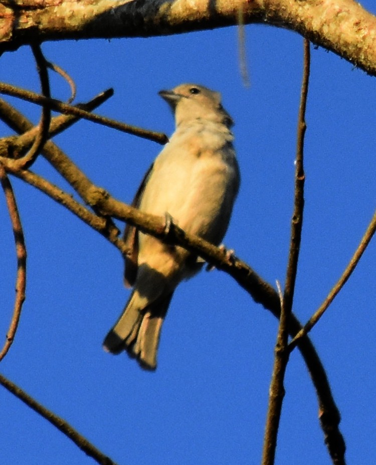 Tangara sayaca - ML192045201