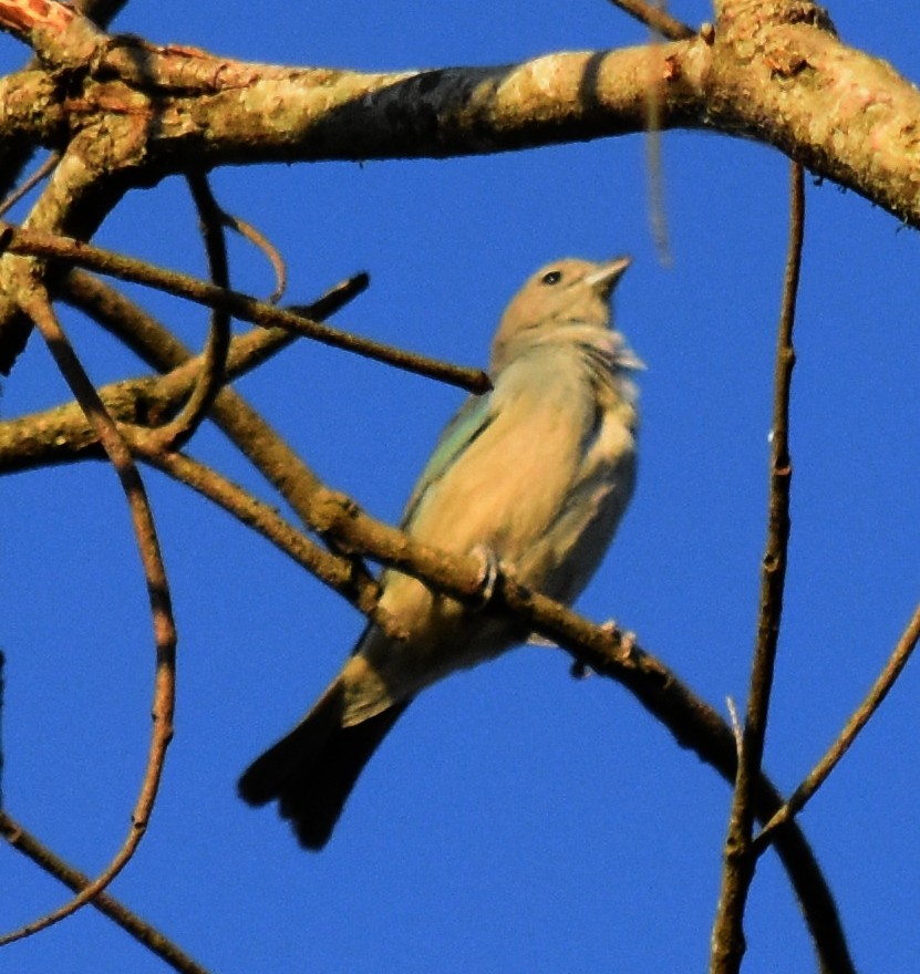 Tangara sayaca - ML192045271