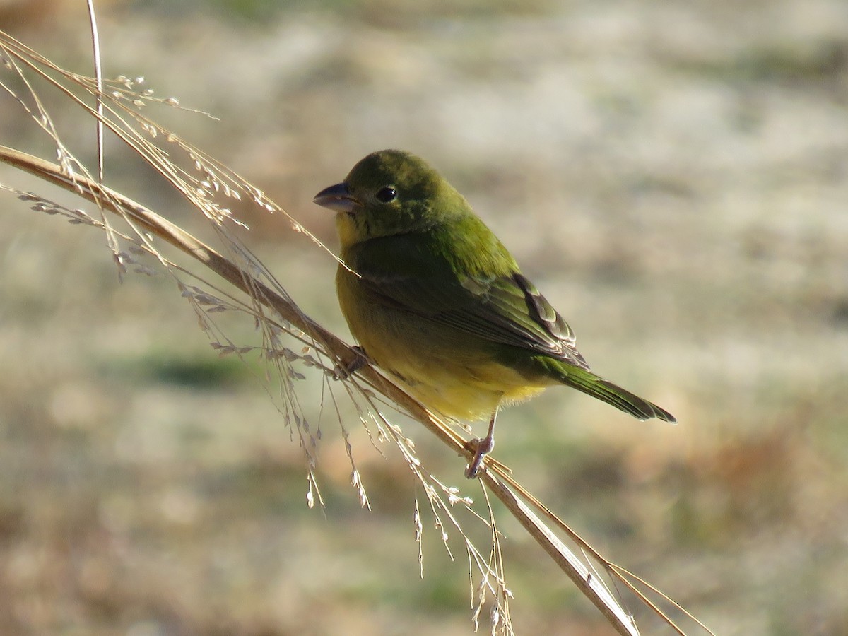 Painted Bunting - ML192045961