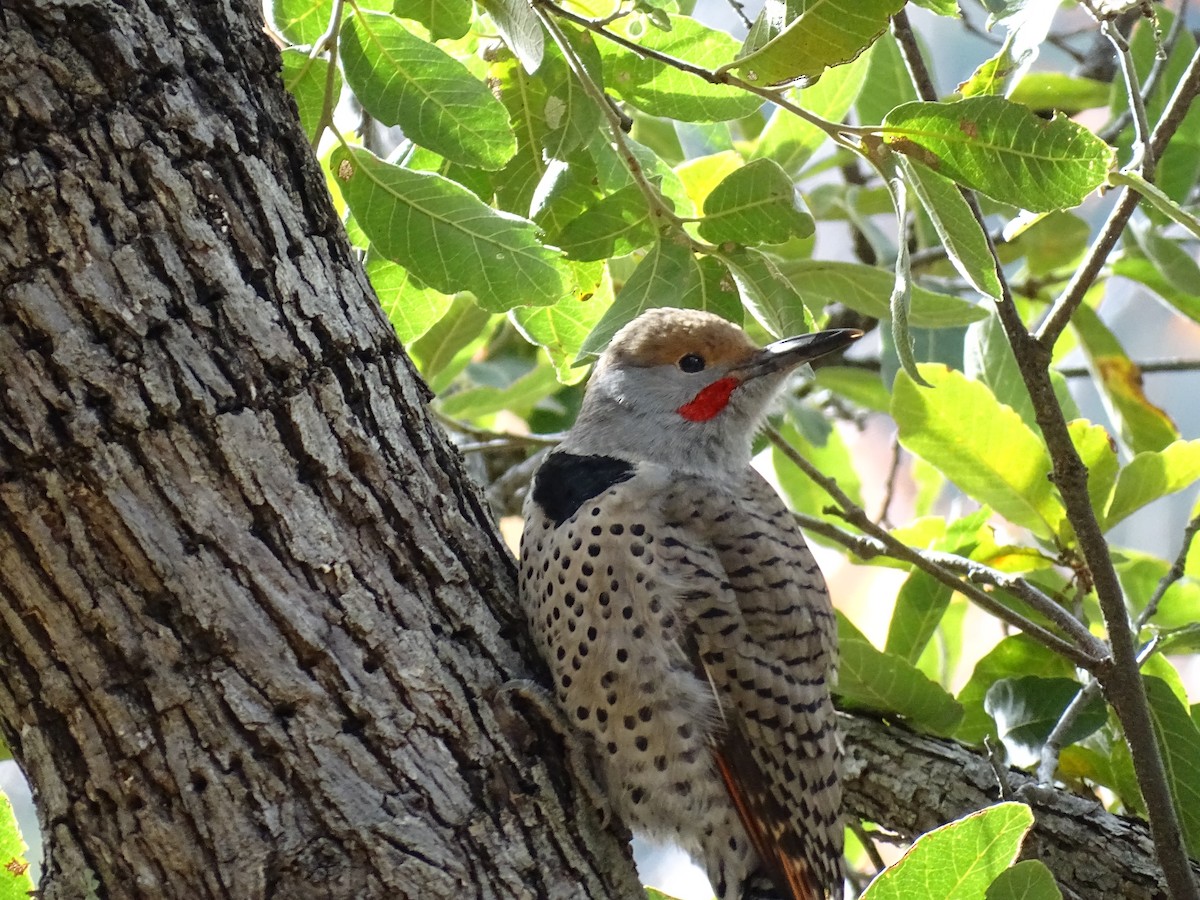 Northern Flicker (Red-shafted) - ML192050301