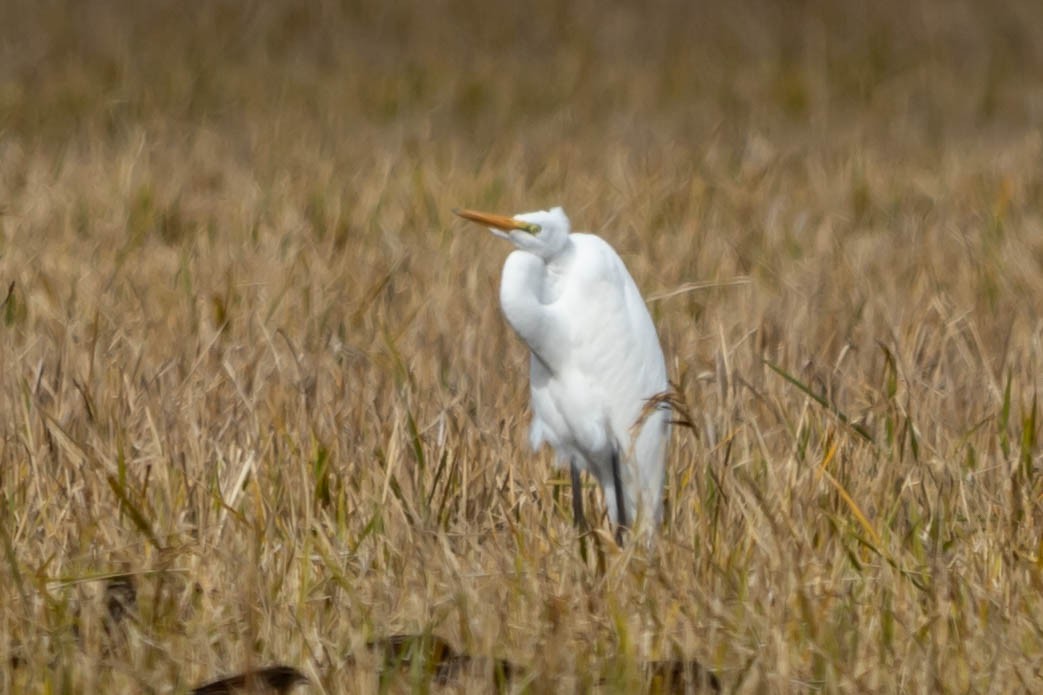 Great Egret - ML192051121