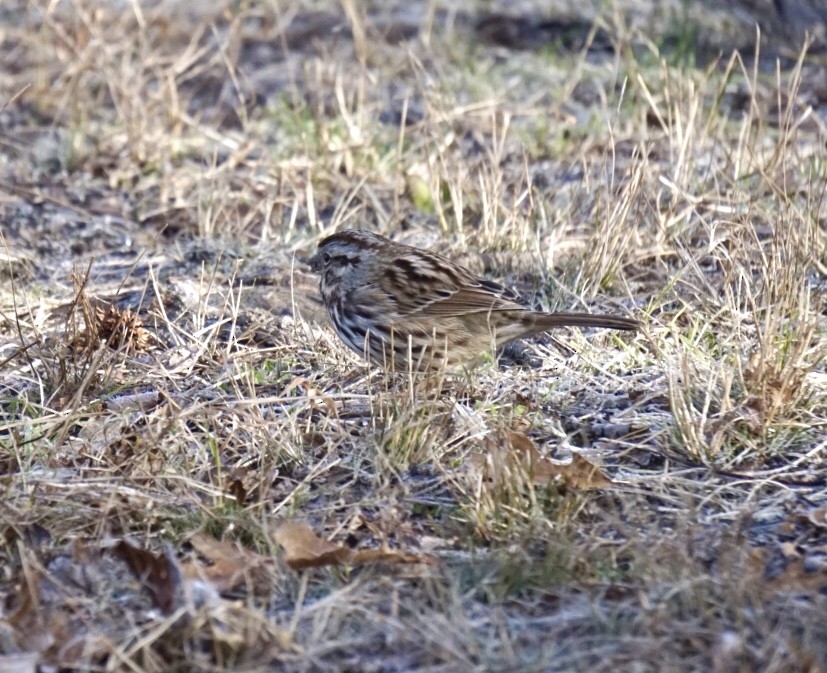 Song Sparrow - ML192053421