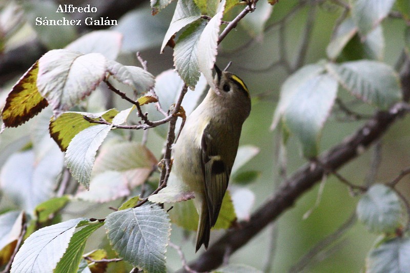 Wintergoldhähnchen - ML192053811