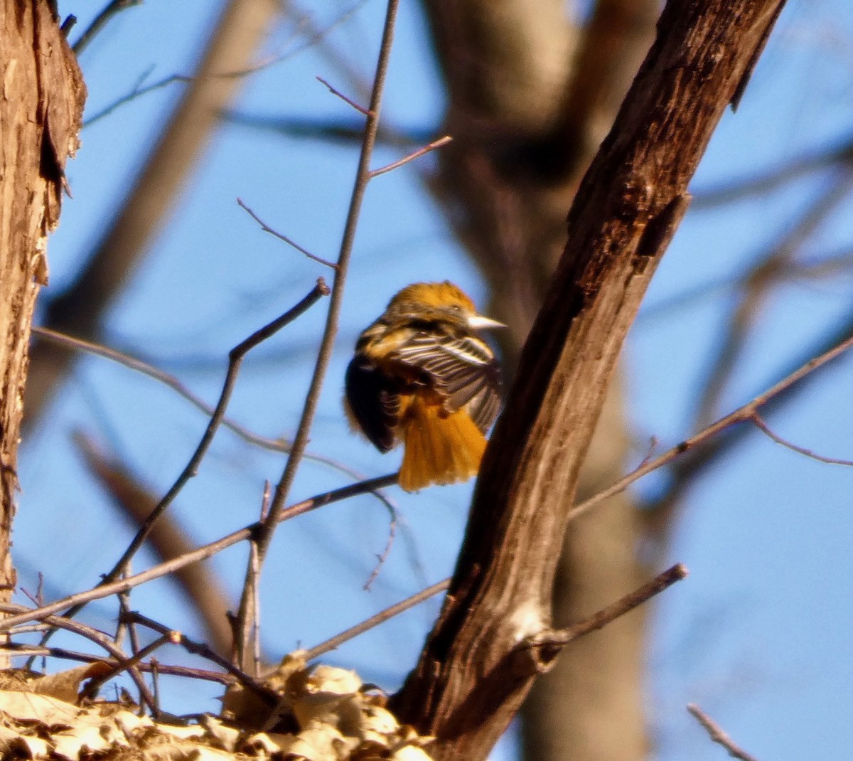 Baltimore Oriole - ML192057241