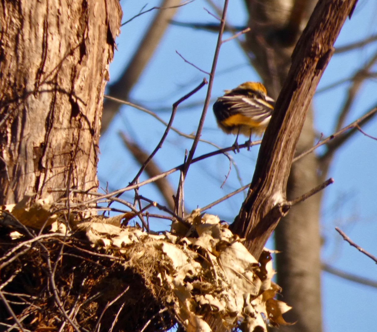 Baltimore Oriole - ML192057701