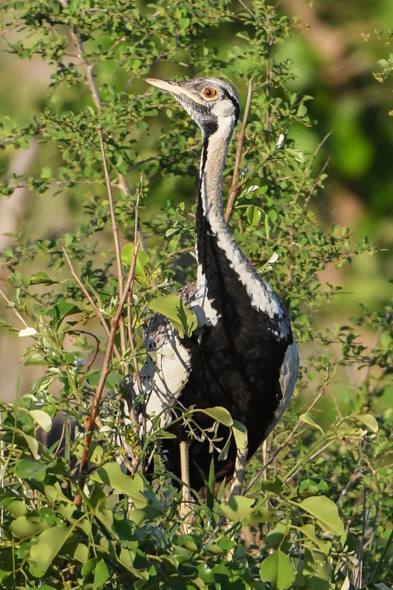 Black-bellied Bustard - ML192062861