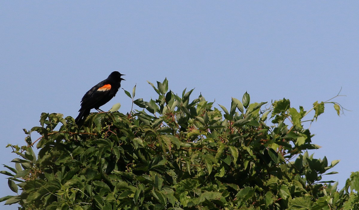 Red-winged Blackbird (Red-winged) - Pierre Montieth