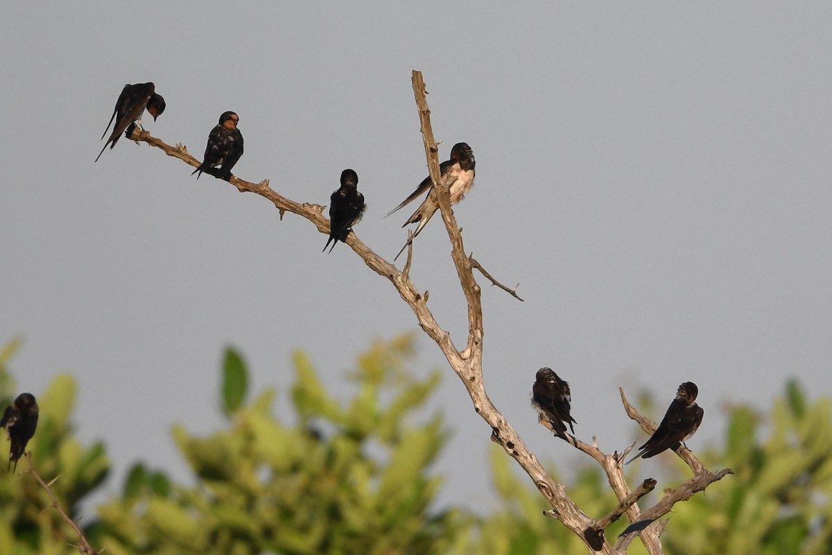 Barn Swallow - ML192063041