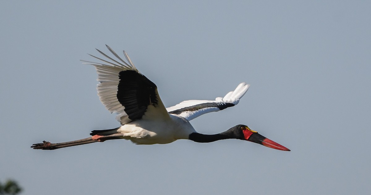 Saddle-billed Stork - ML192063081