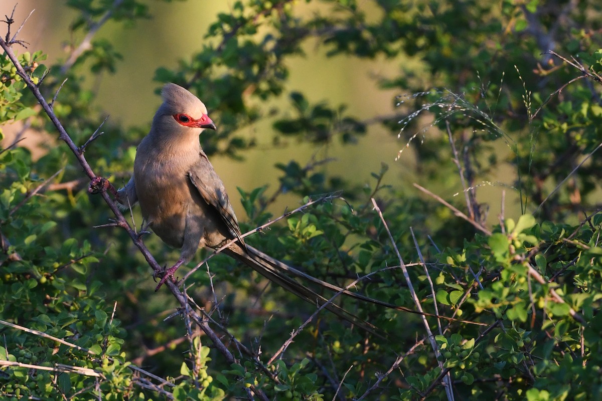 Red-faced Mousebird - ML192063161