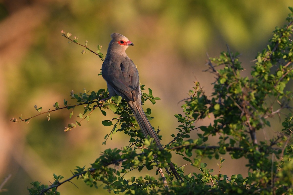 Red-faced Mousebird - Maryse Neukomm