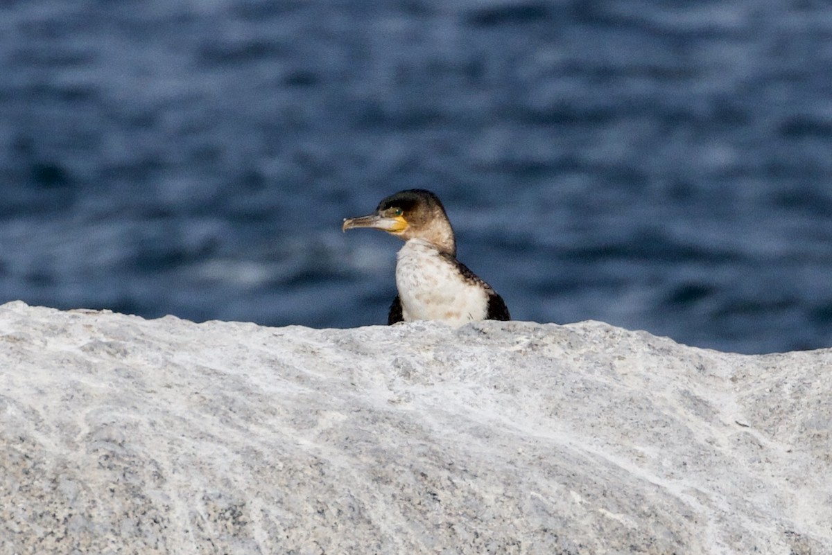 Great Cormorant (White-breasted) - ML192065131