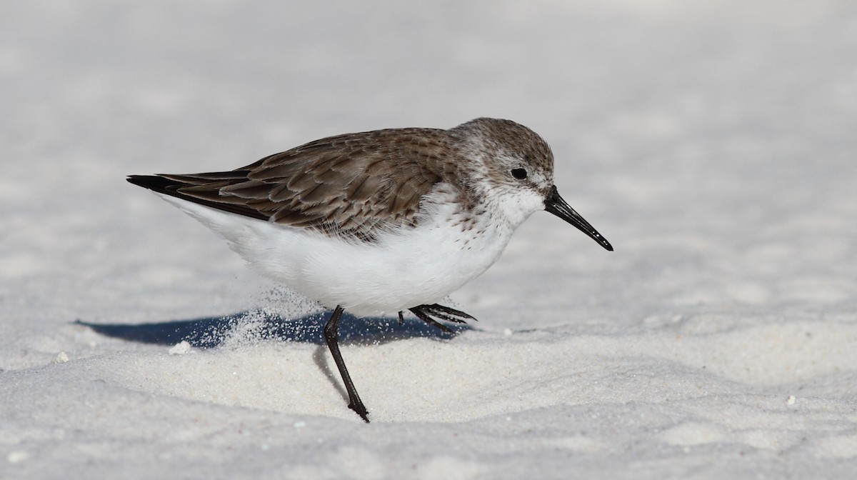 Western Sandpiper - Vince Capp