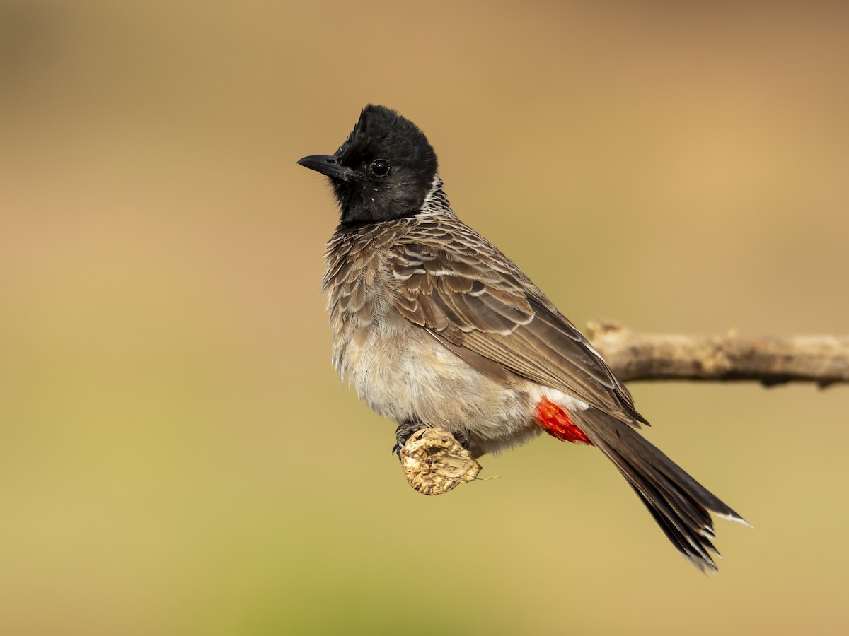 Red-vented Bulbul - Pycnonotus cafer - Birds of the World