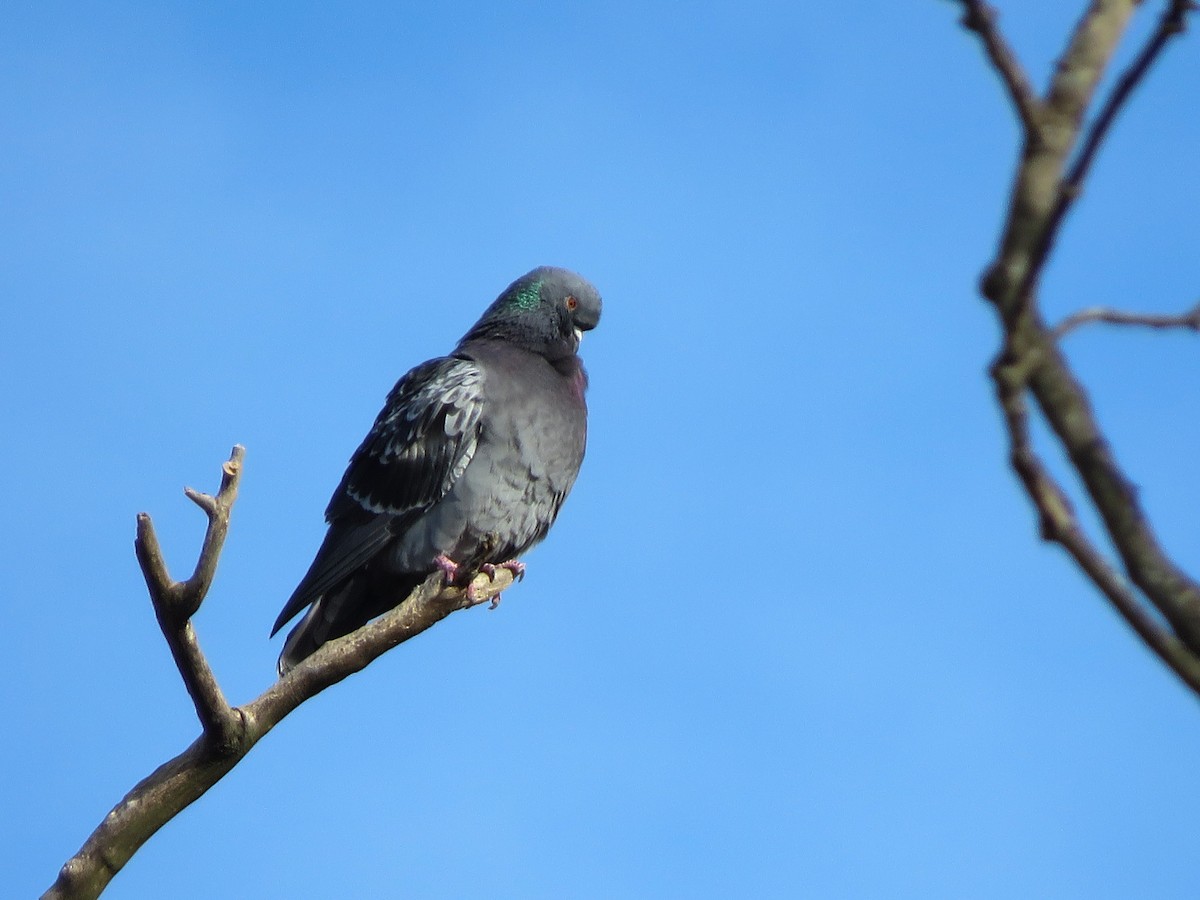 Rock Pigeon (Feral Pigeon) - ML192069931