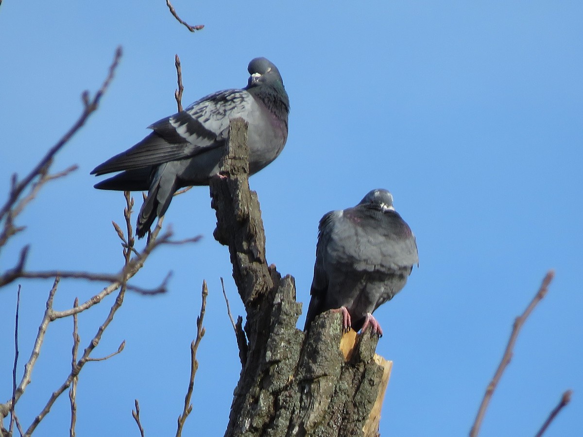 Rock Pigeon (Feral Pigeon) - ML192069941