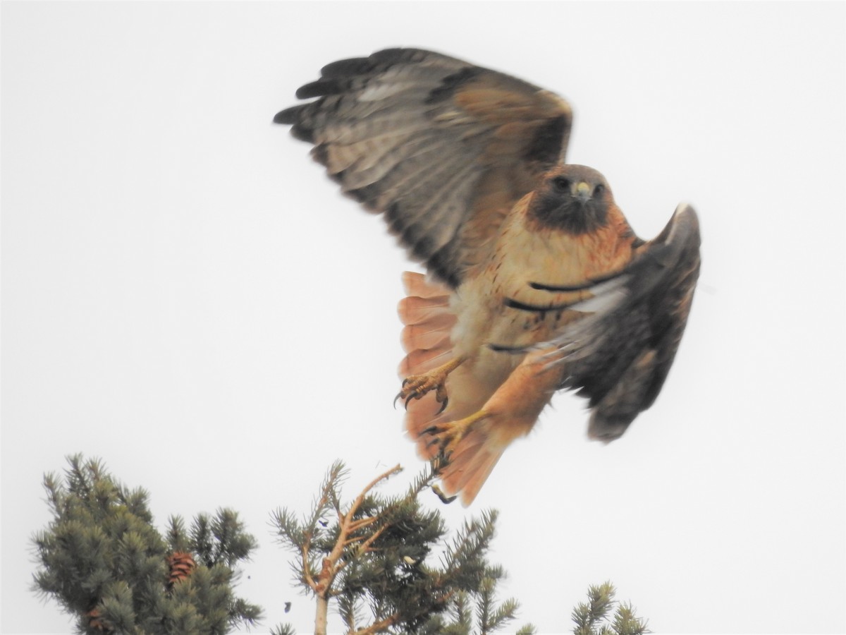 Red-tailed Hawk - ML192070501