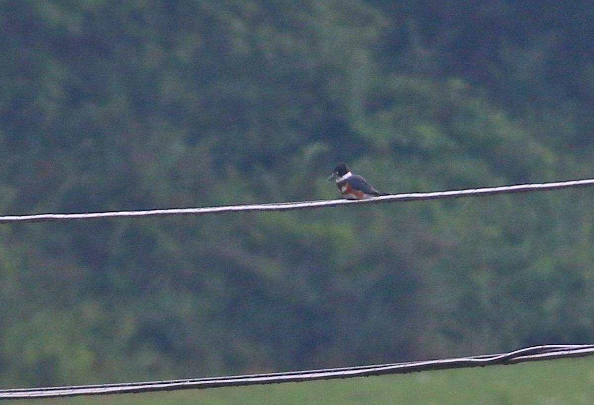 Belted Kingfisher - ML192071771