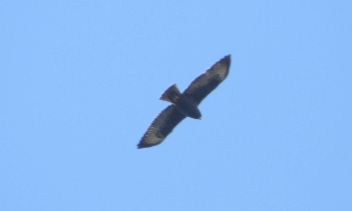 Short-tailed Hawk - grete pasch