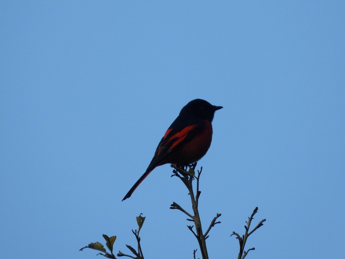 赤紅山椒鳥 - ML192075111