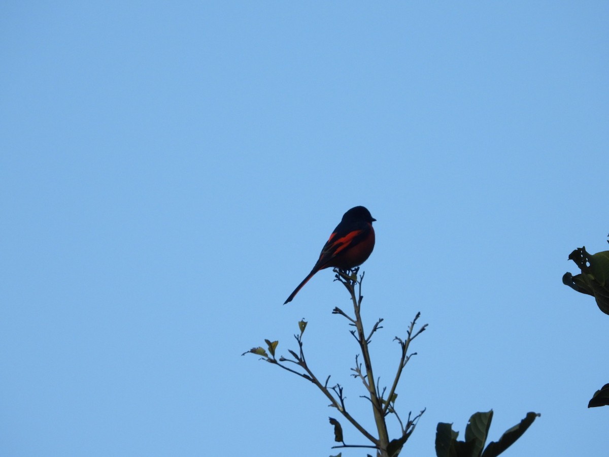 赤紅山椒鳥 - ML192075271