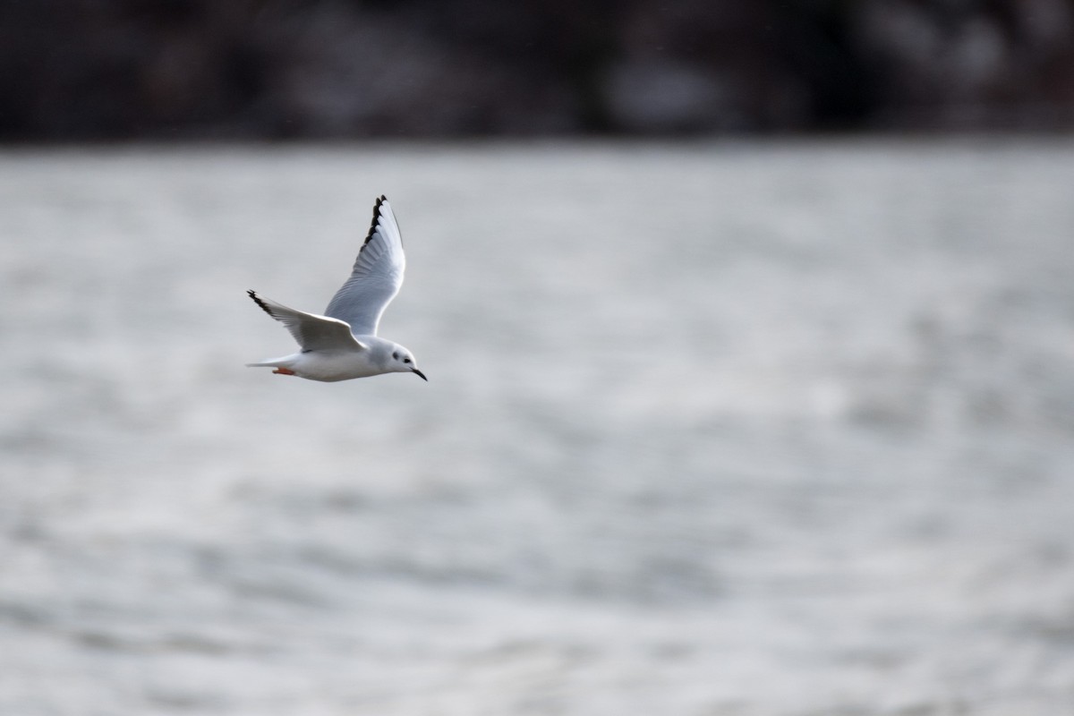 Bonaparte's Gull - ML192075711