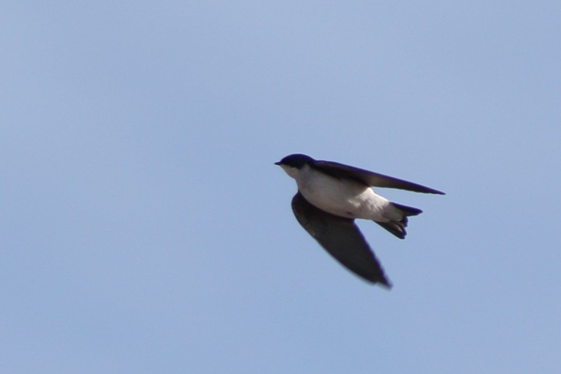 Golondrina Bicolor - ML192076911