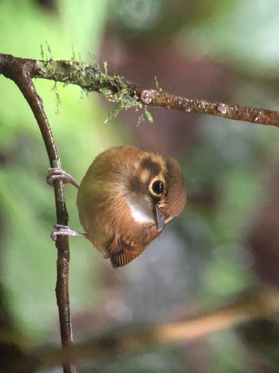 White-throated Spadebill - ML192077231