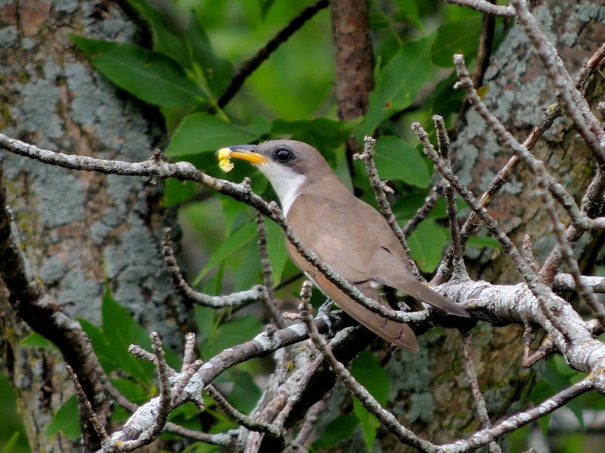 Yellow-billed Cuckoo - Paul Suchanek