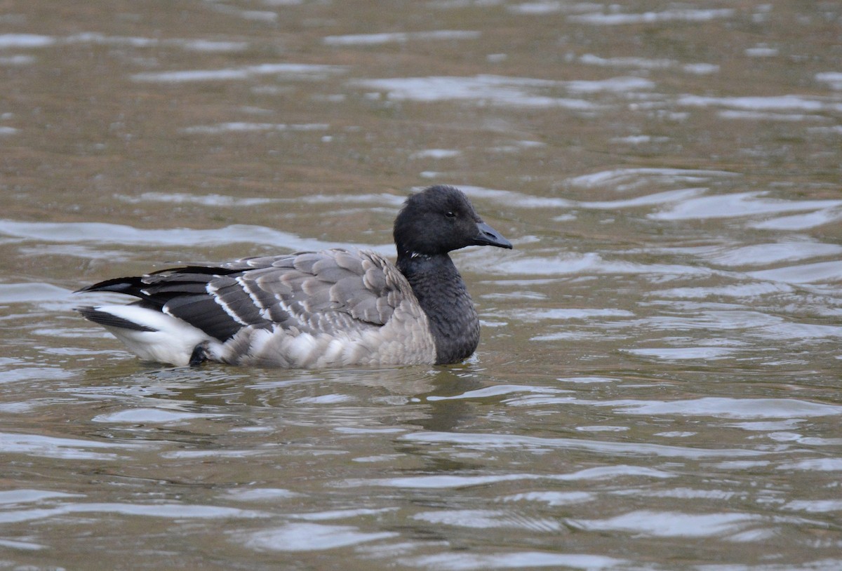 Brant - ML192077991